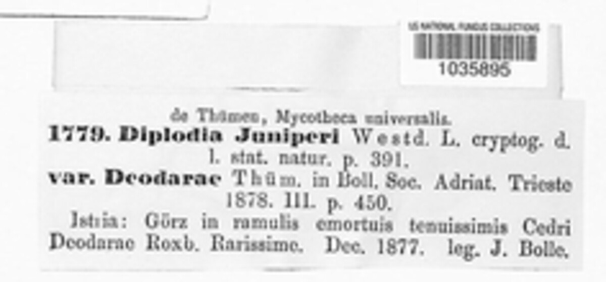Diplodia juniperi image